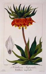 Fritillaria imperialis, 1836 (handkolorierter Stich)
